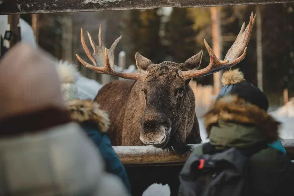 Träffa en älg och en ren i Luleå, svenska Lappland