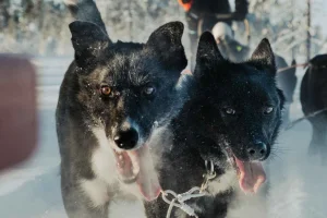 Självkörande 5 km lång husky-safari, besök på kennel och fika
