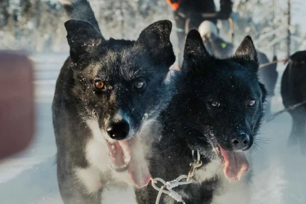Självkörande 5 km lång husky-safari, besök på kennel och fika
