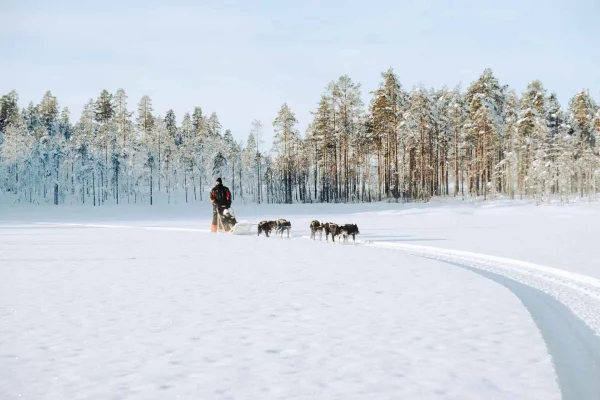 Självkörande 5 km lång husky-safari, besök på kennel och fika