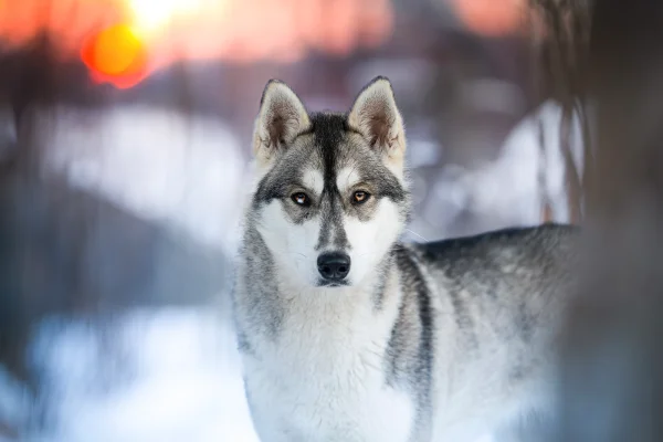 Övernattning på Huskyranch