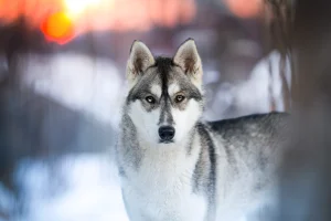 Huskyvandring barnbiljett
