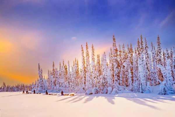 Från Äkäslompolo eller Kiruna: Huskytur på Pinetree Lodge