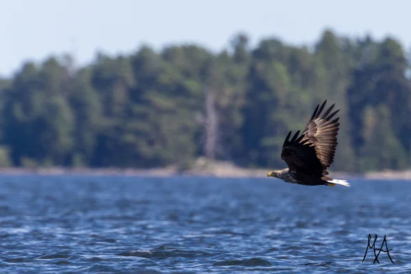Säl & Havsörnssafari