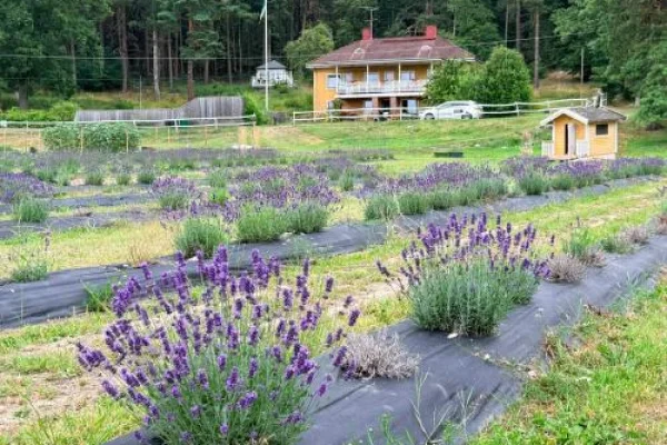 Villa Stockholm Lavendel
