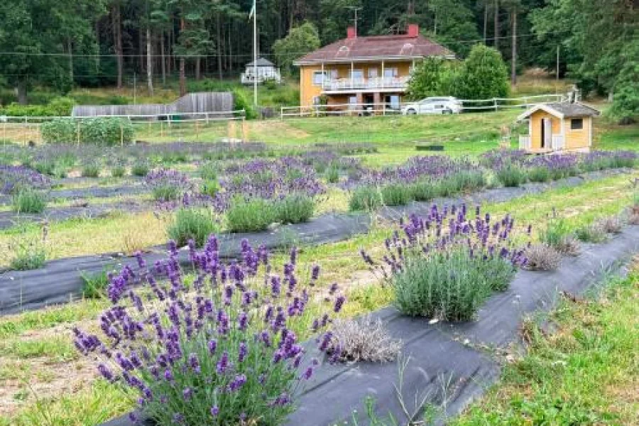 Villa Stockholm Lavendel