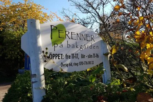 Perenner på bakgården