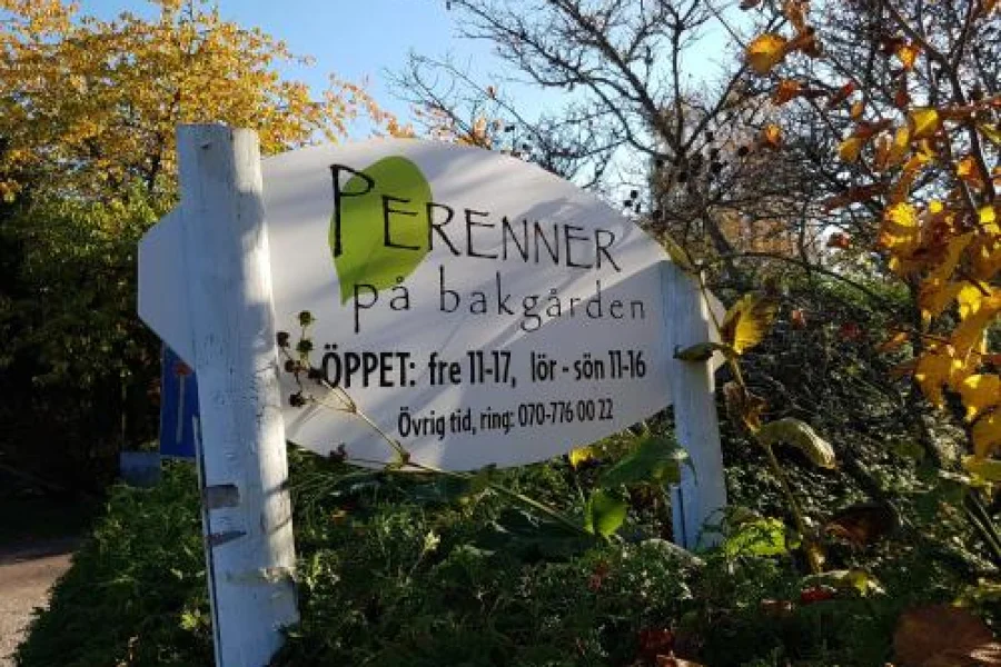 Perenner på bakgården
