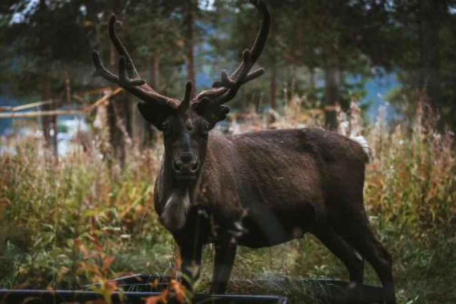 Reindeer Lodge